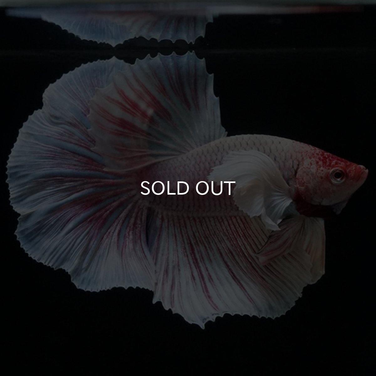 画像5: HM　ファンシー　ダンボ (5)