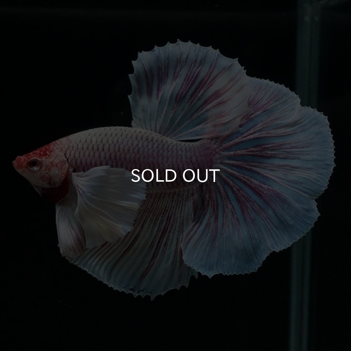 画像4: HM　ファンシー　ダンボ (4)