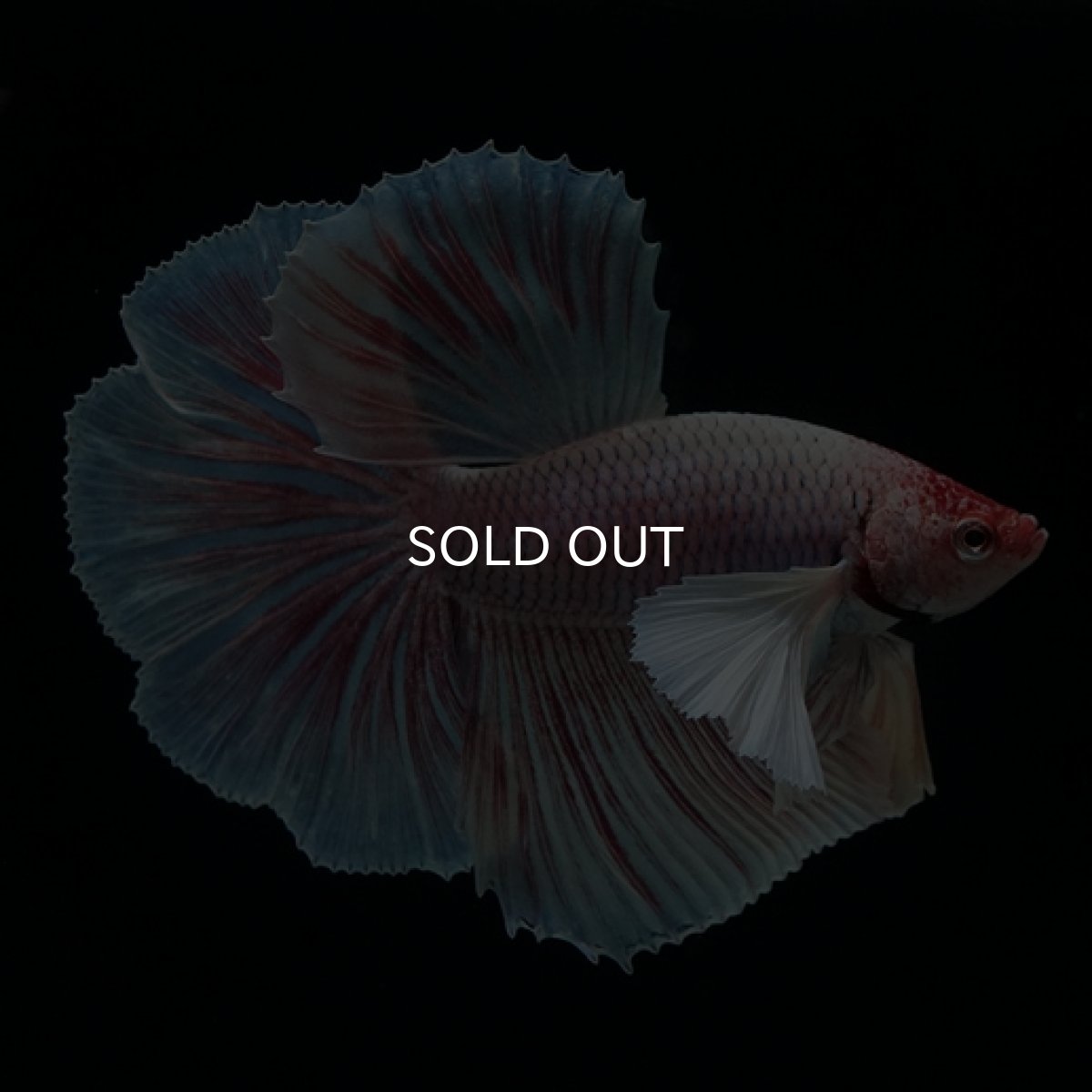 画像3: HM　ファンシー　ダンボ (3)