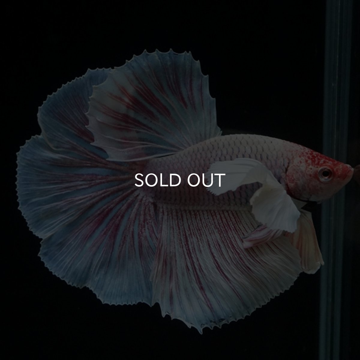 画像2: HM　ファンシー　ダンボ (2)