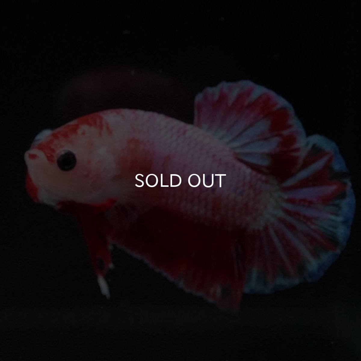 画像2: HMPK　ピンクファンシー (2)