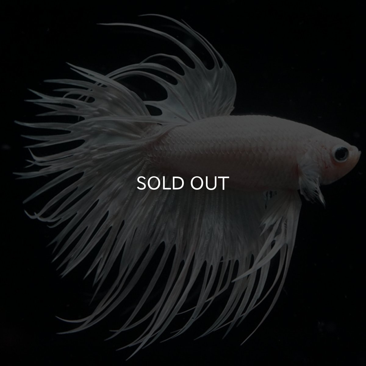 画像4: CT ホワイト (4)