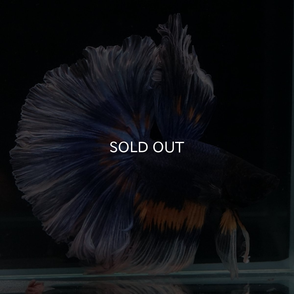 画像7: HM マスタード系 ローズテール (7)