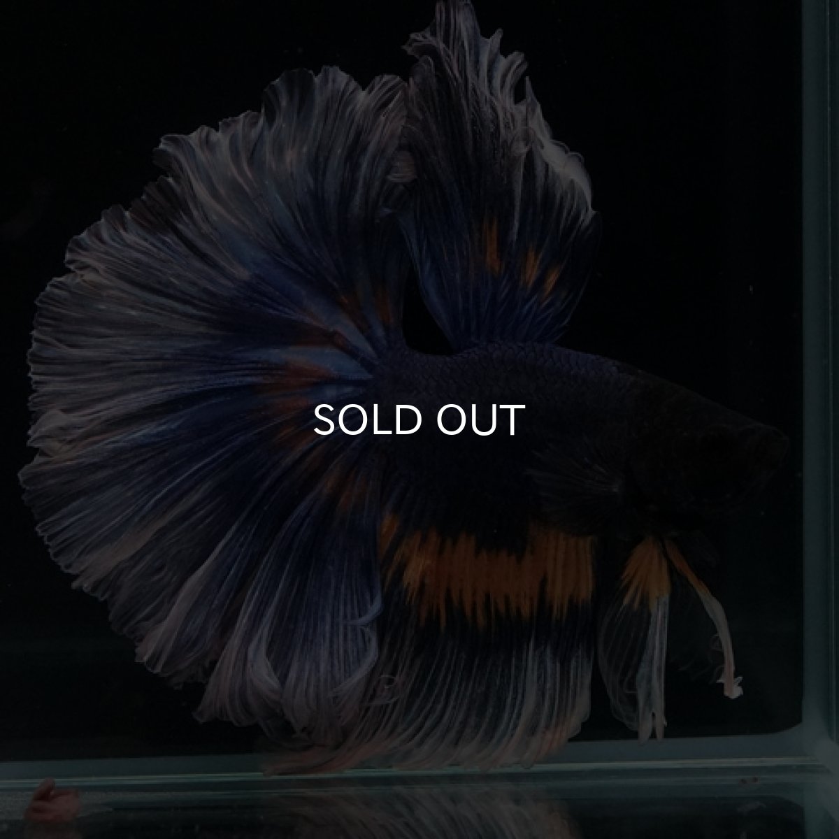 画像6: HM マスタード系 ローズテール (6)