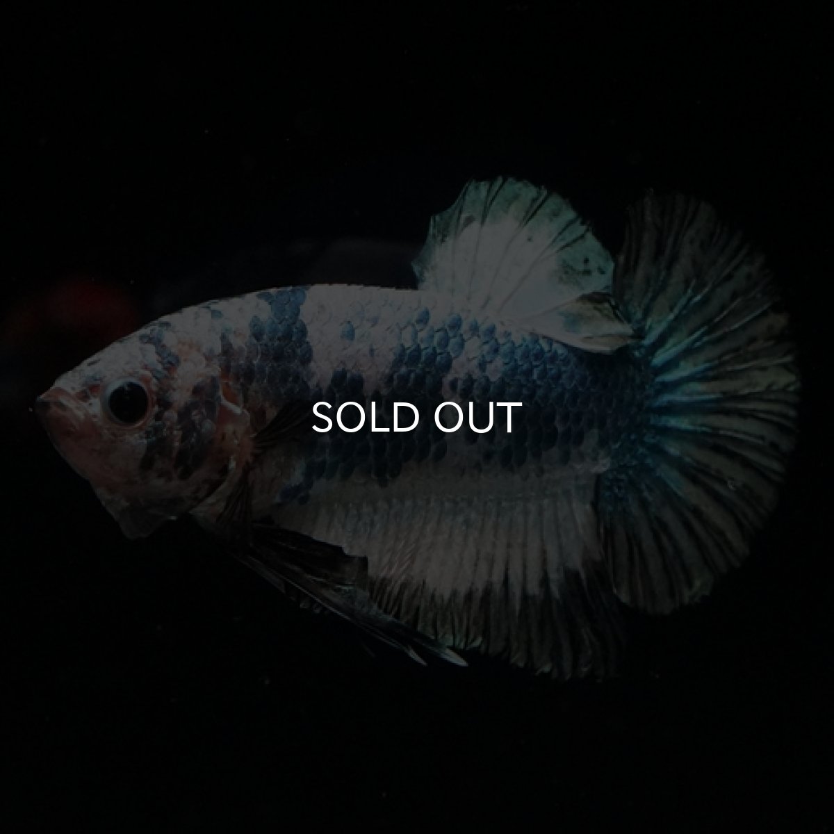 画像4: HMPK ホワイトカッパーマーブル (4)