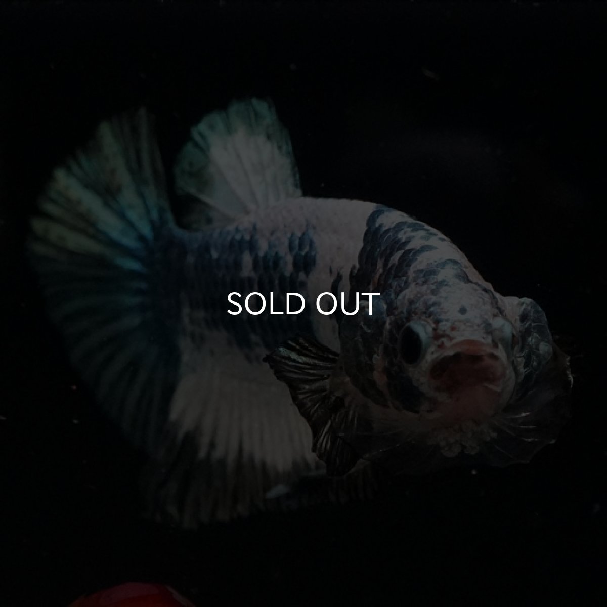 画像3: HMPK ホワイトカッパーマーブル (3)