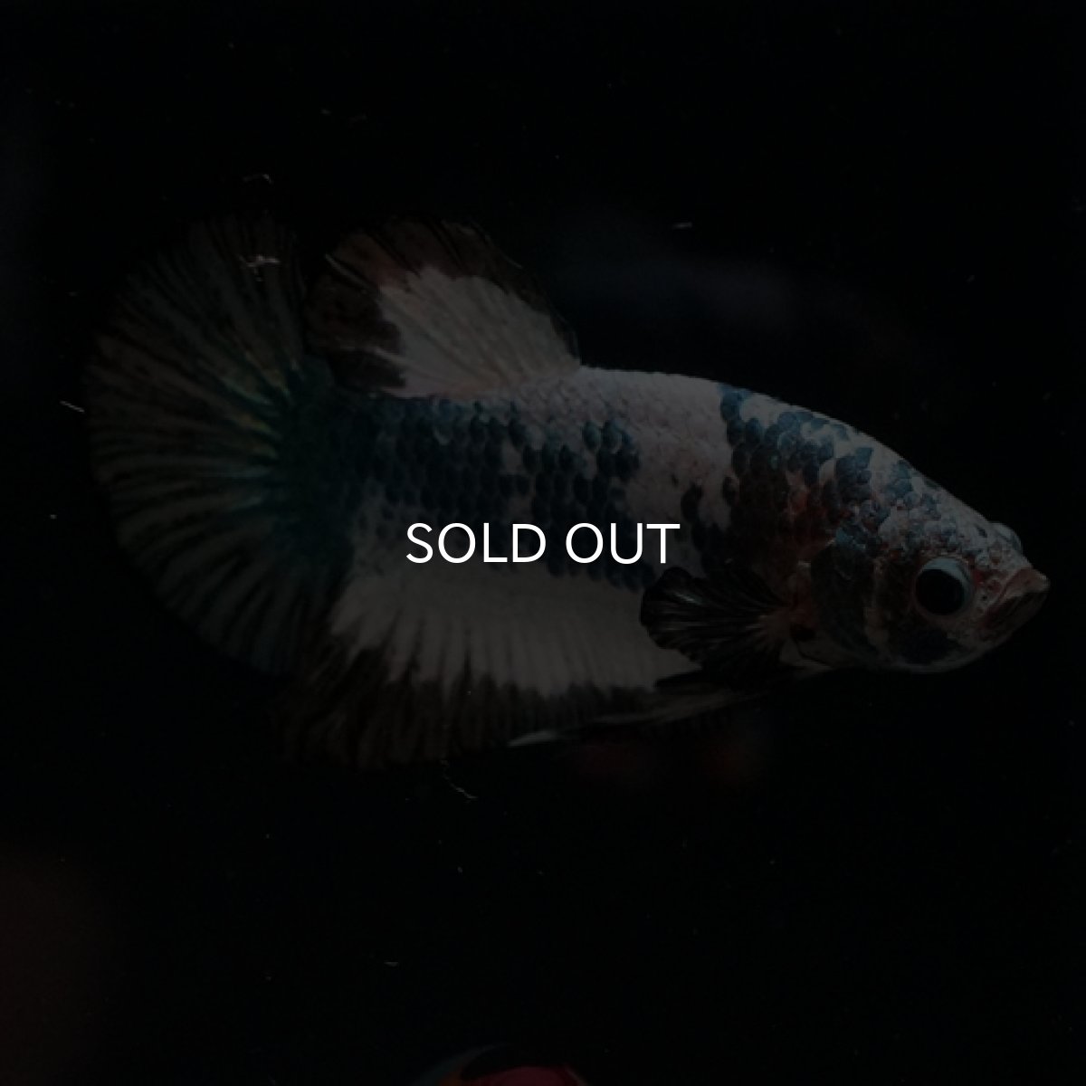 画像2: HMPK ホワイトカッパーマーブル (2)