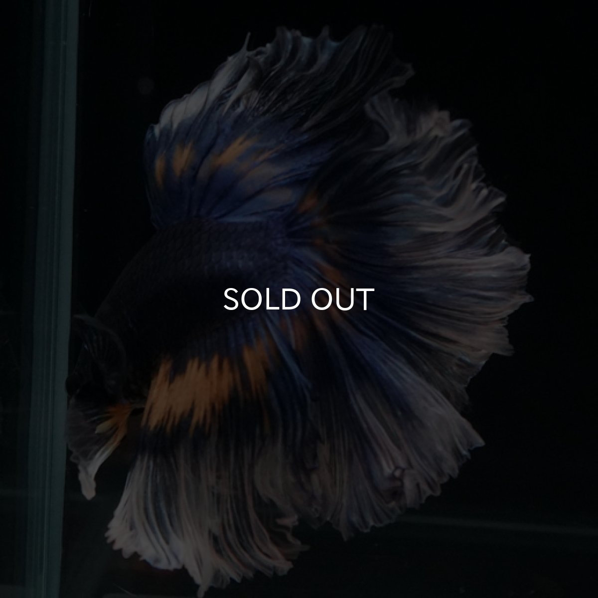 画像5: HM マスタード系 ローズテール (5)