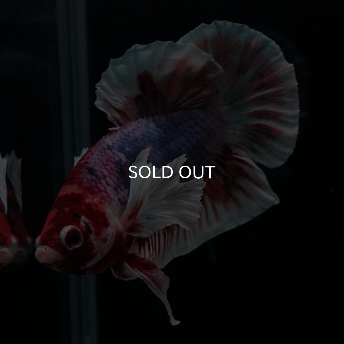 画像5: HMPK　キャンディダンボ (5)