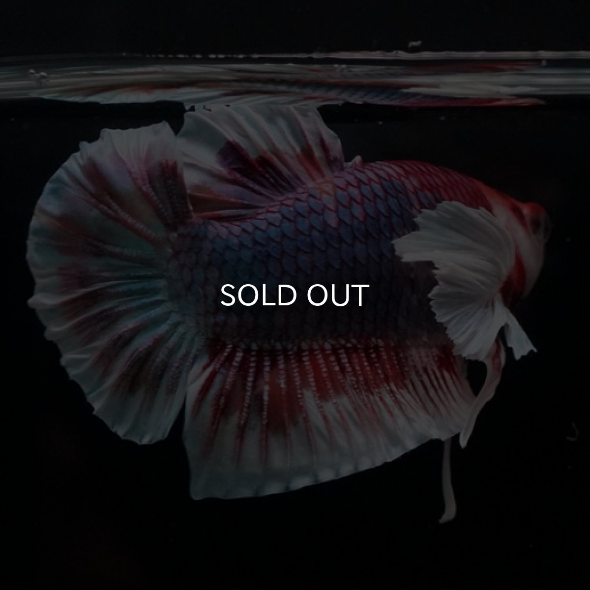 画像4: HMPK　キャンディダンボ (4)