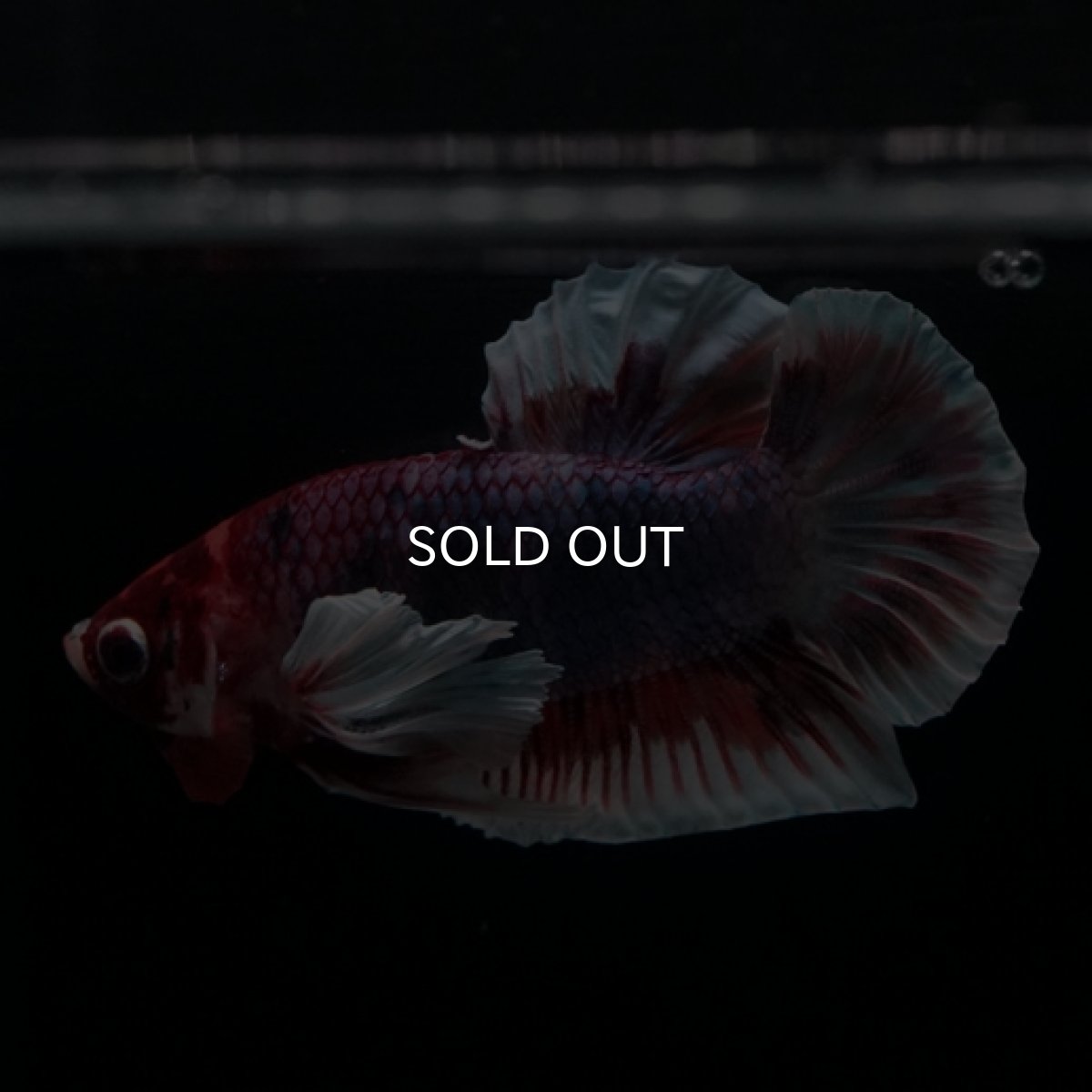 画像12: HMPK　キャンディダンボ (12)