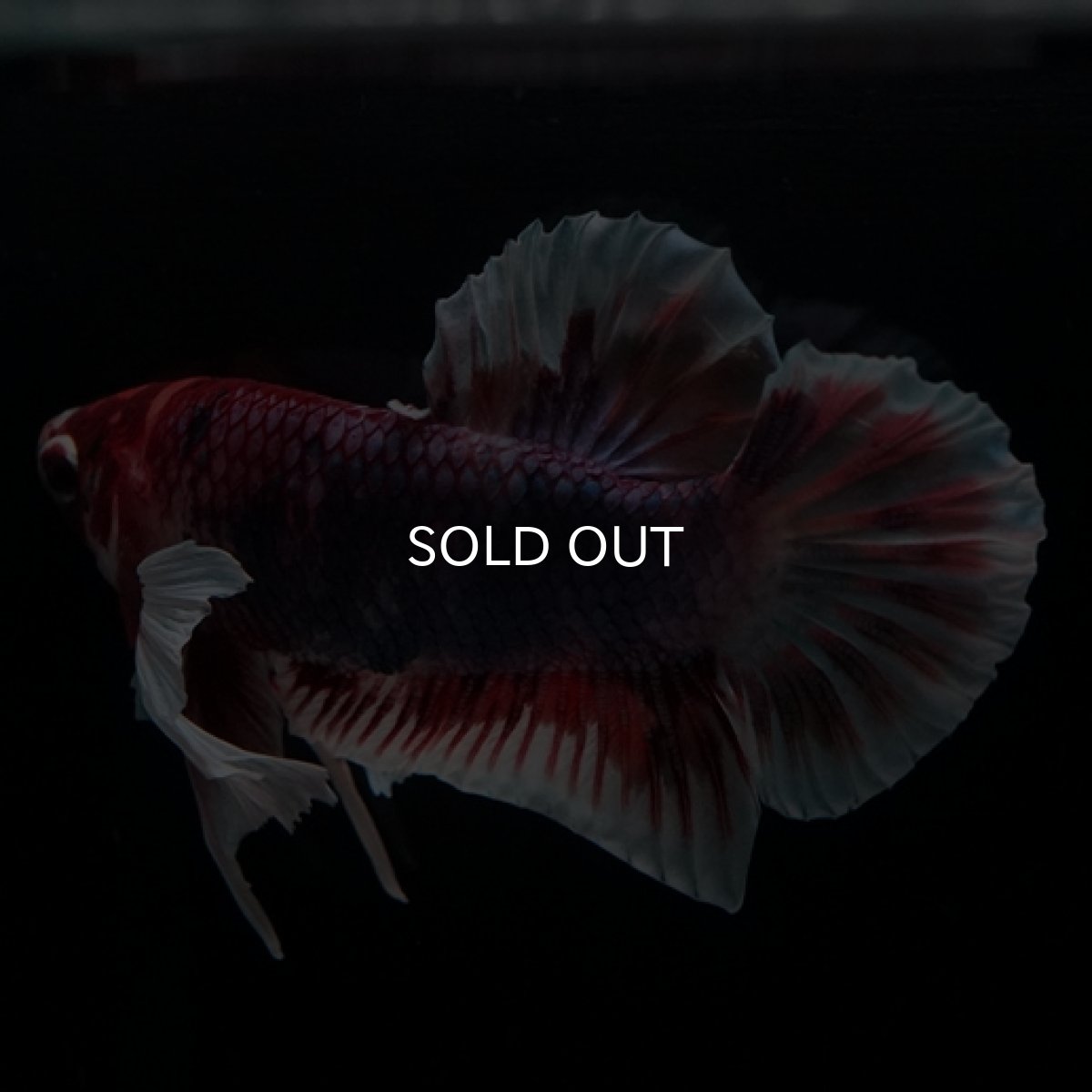 画像11: HMPK　キャンディダンボ (11)