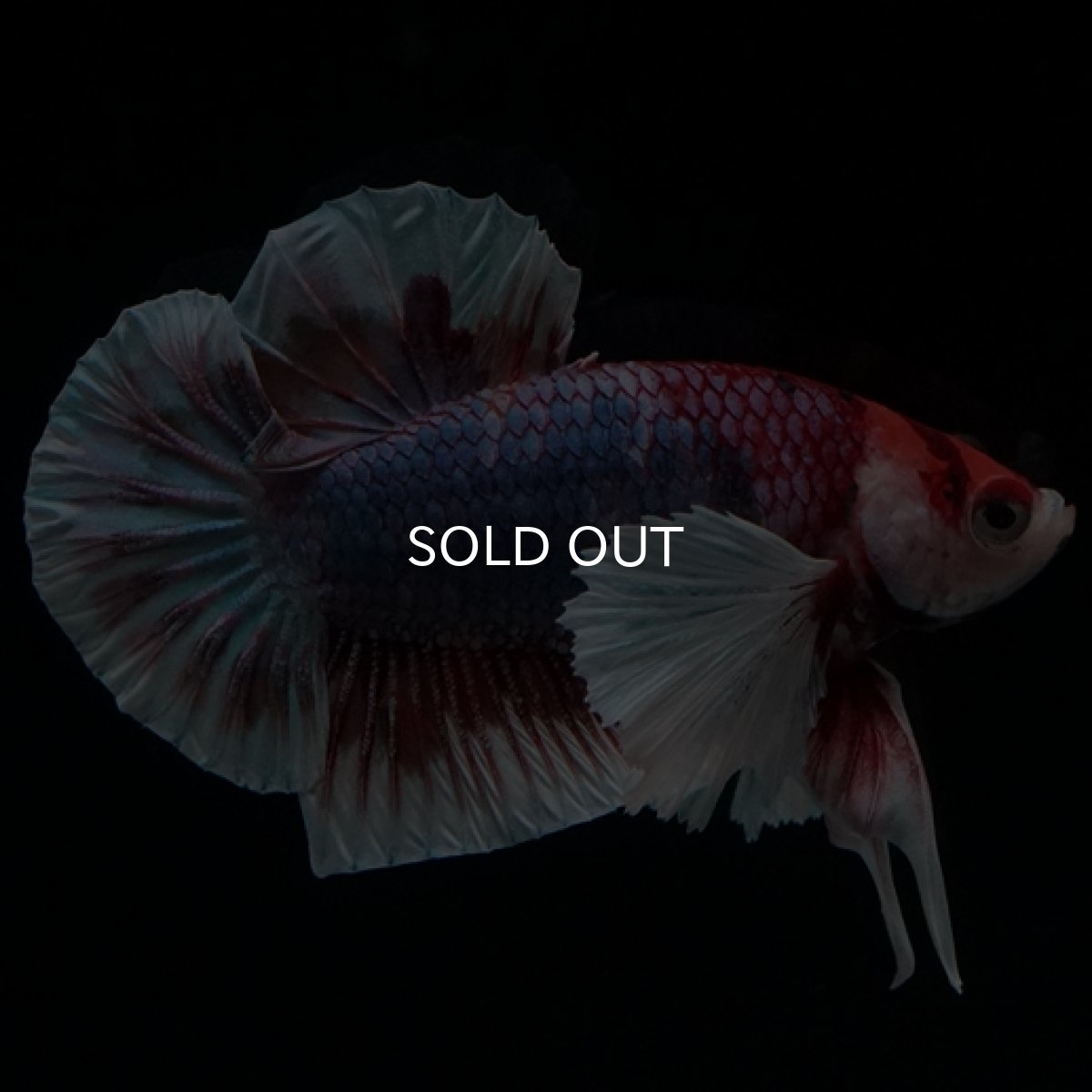 画像10: HMPK　キャンディダンボ (10)