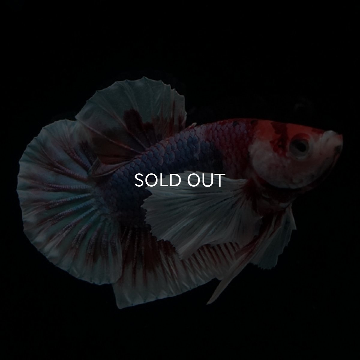 画像9: HMPK　キャンディダンボ (9)