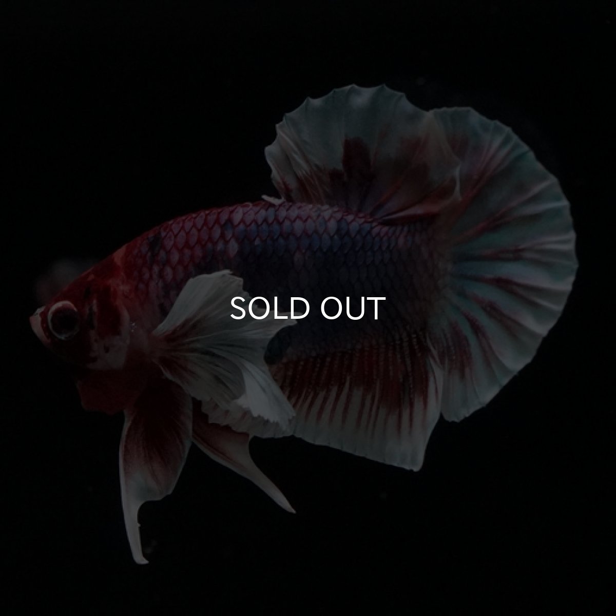 画像2: HMPK　キャンディダンボ (2)