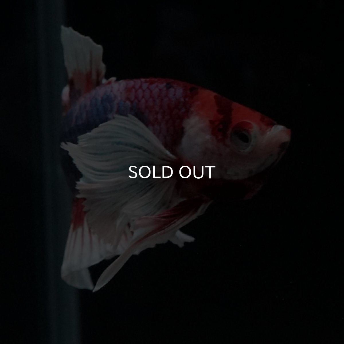 画像3: HMPK　キャンディダンボ (3)