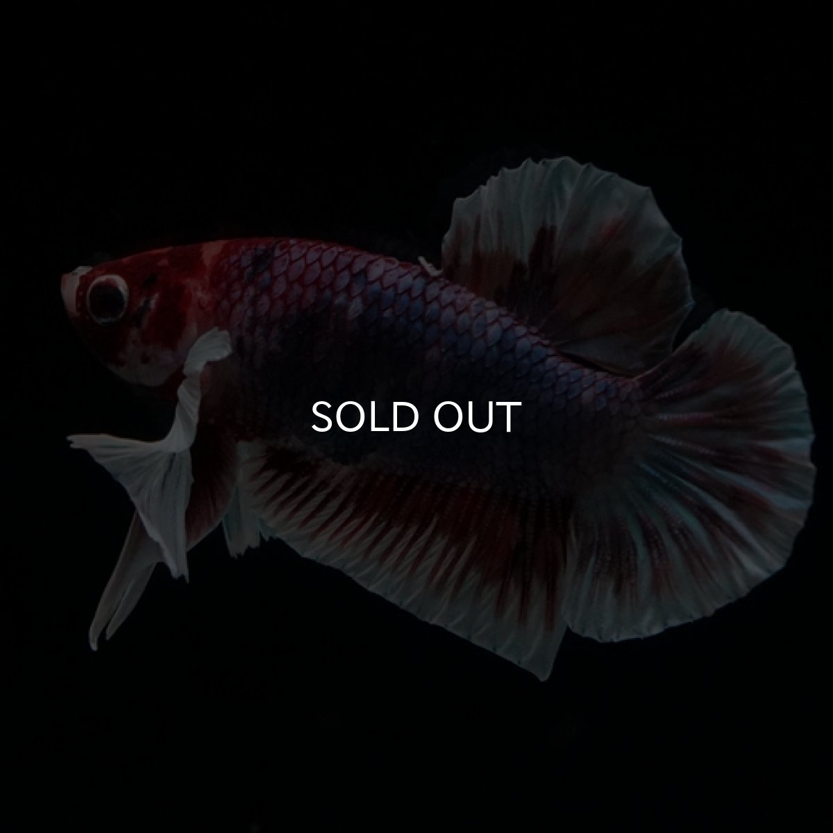 画像8: HMPK　キャンディダンボ (8)