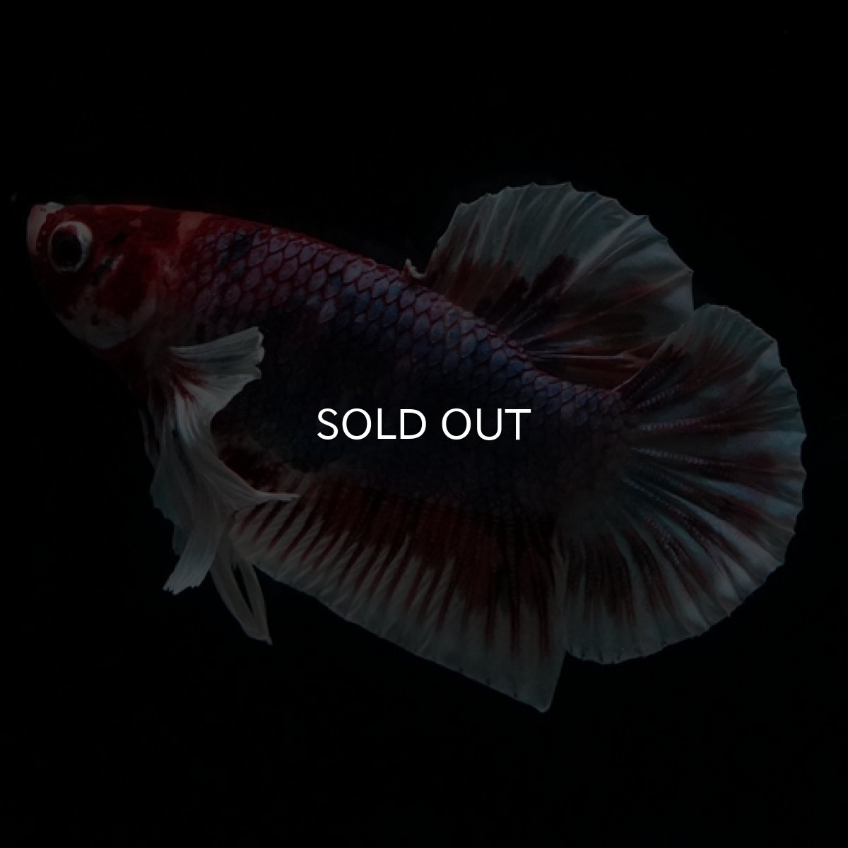 画像7: HMPK　キャンディダンボ (7)