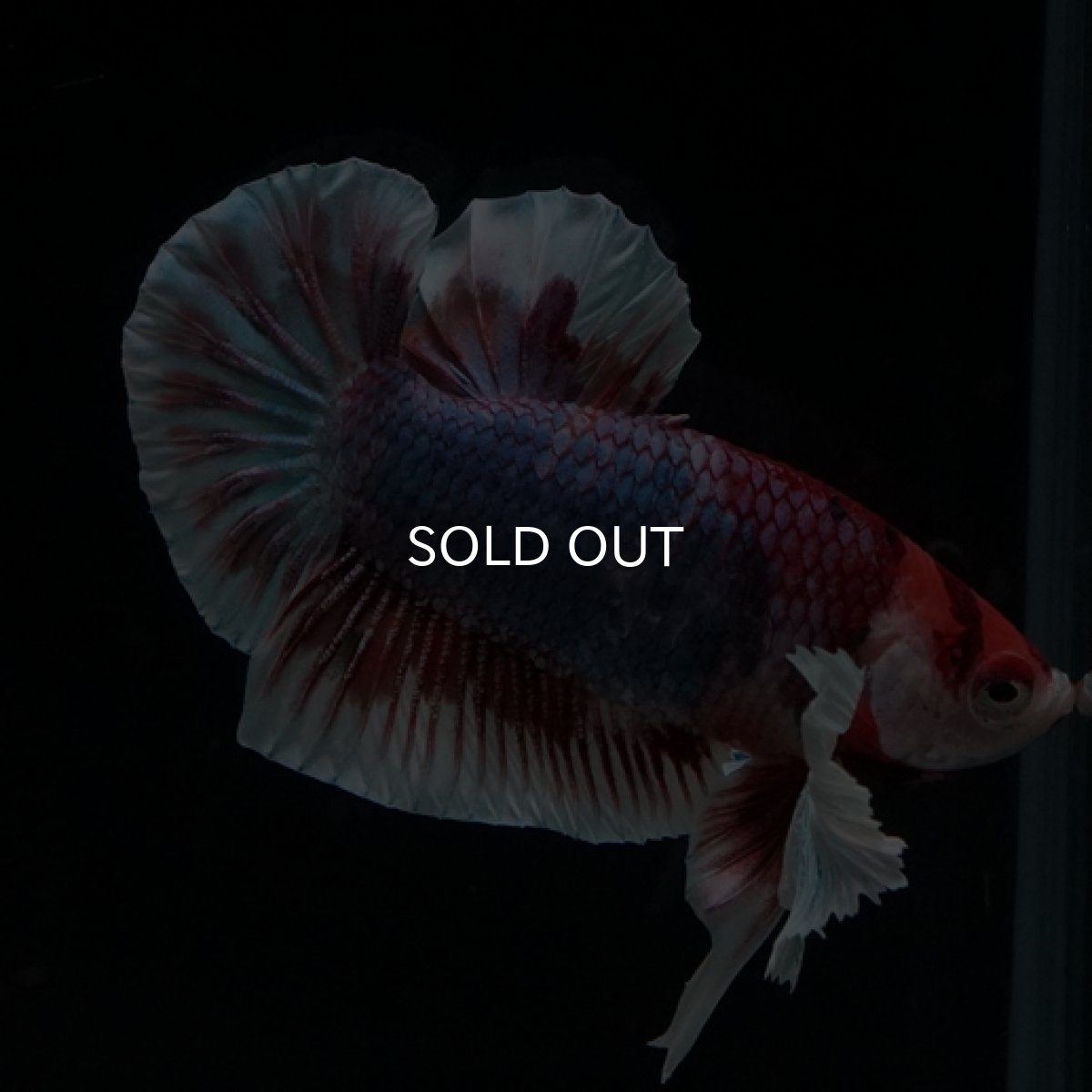 画像6: HMPK　キャンディダンボ (6)