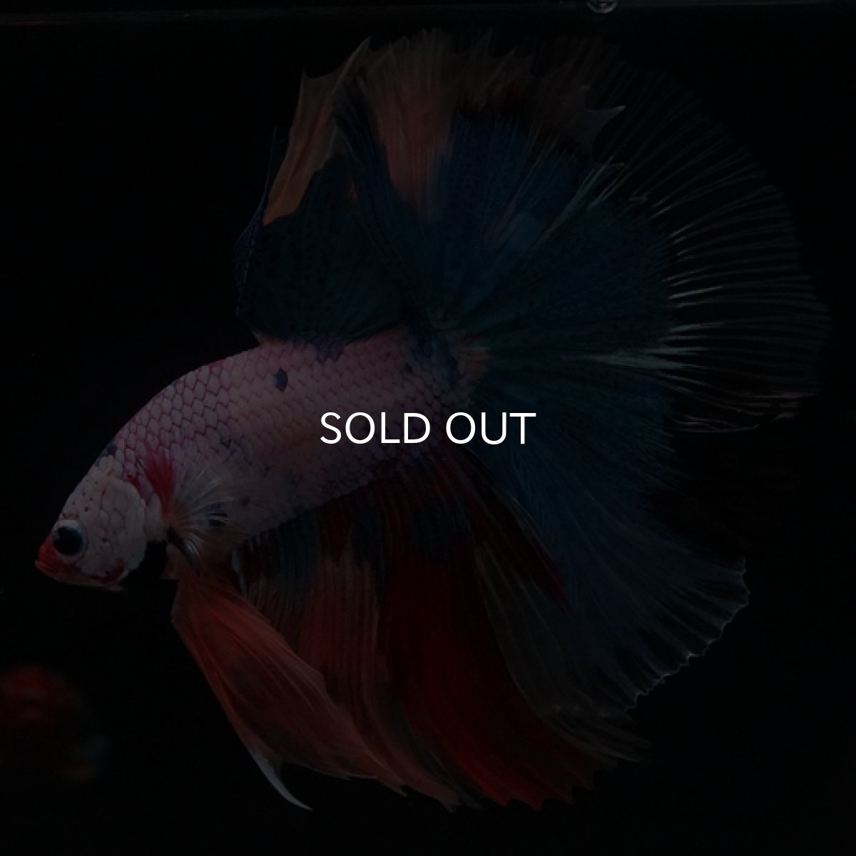 画像7: HM　キャンディレインボー (7)