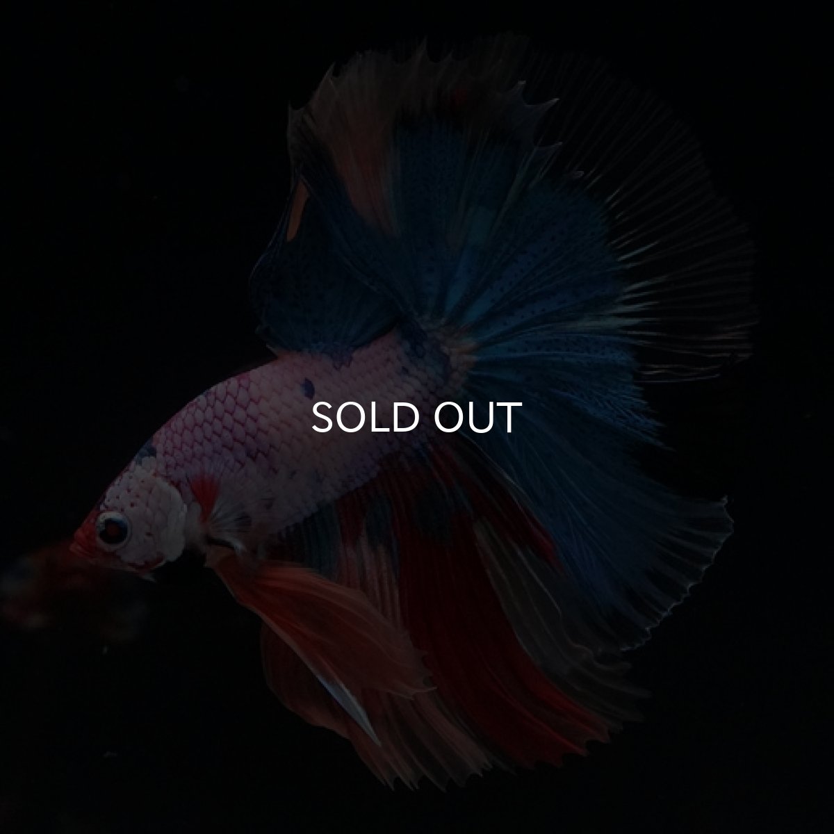 画像6: HM　キャンディレインボー (6)