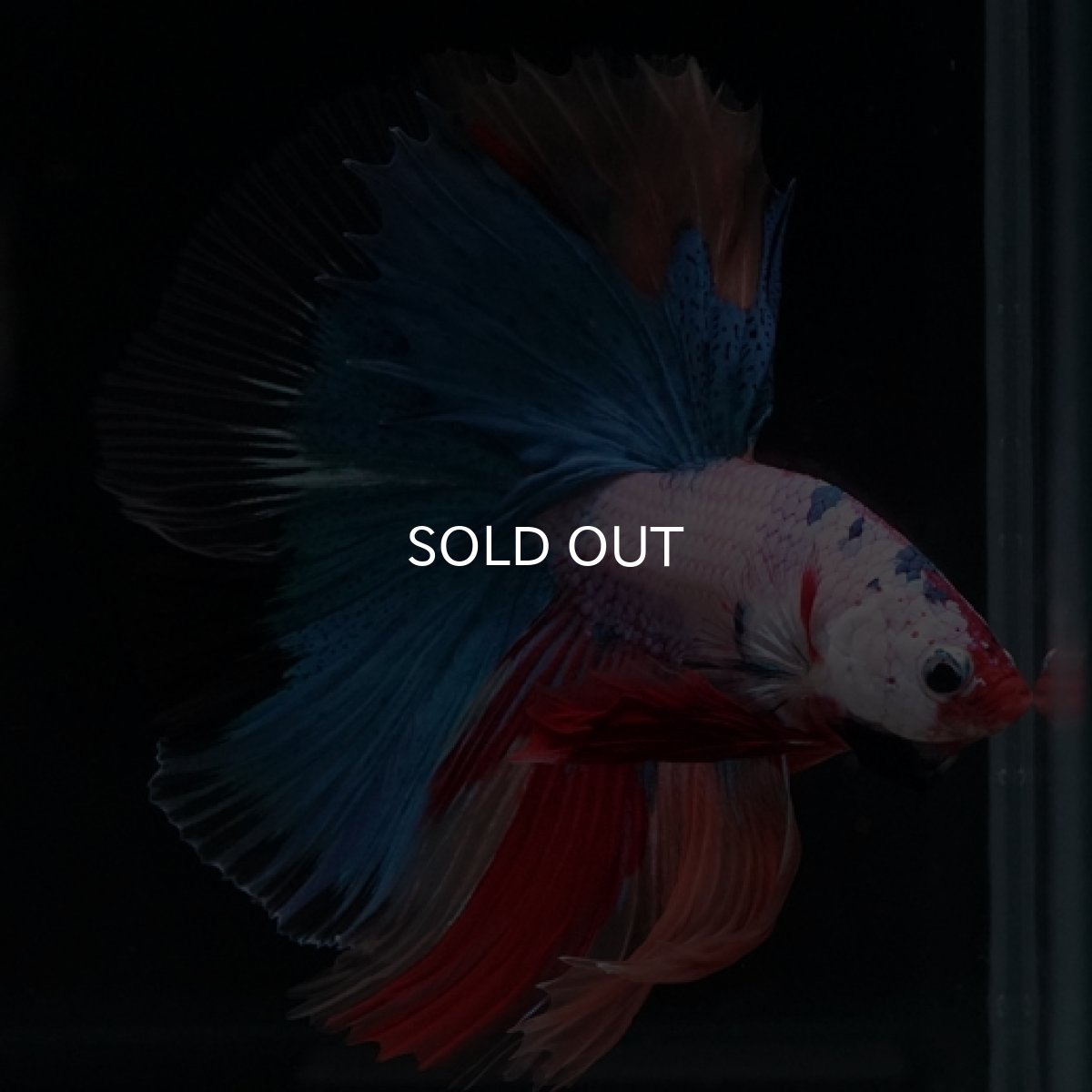 画像5: HM　キャンディレインボー (5)