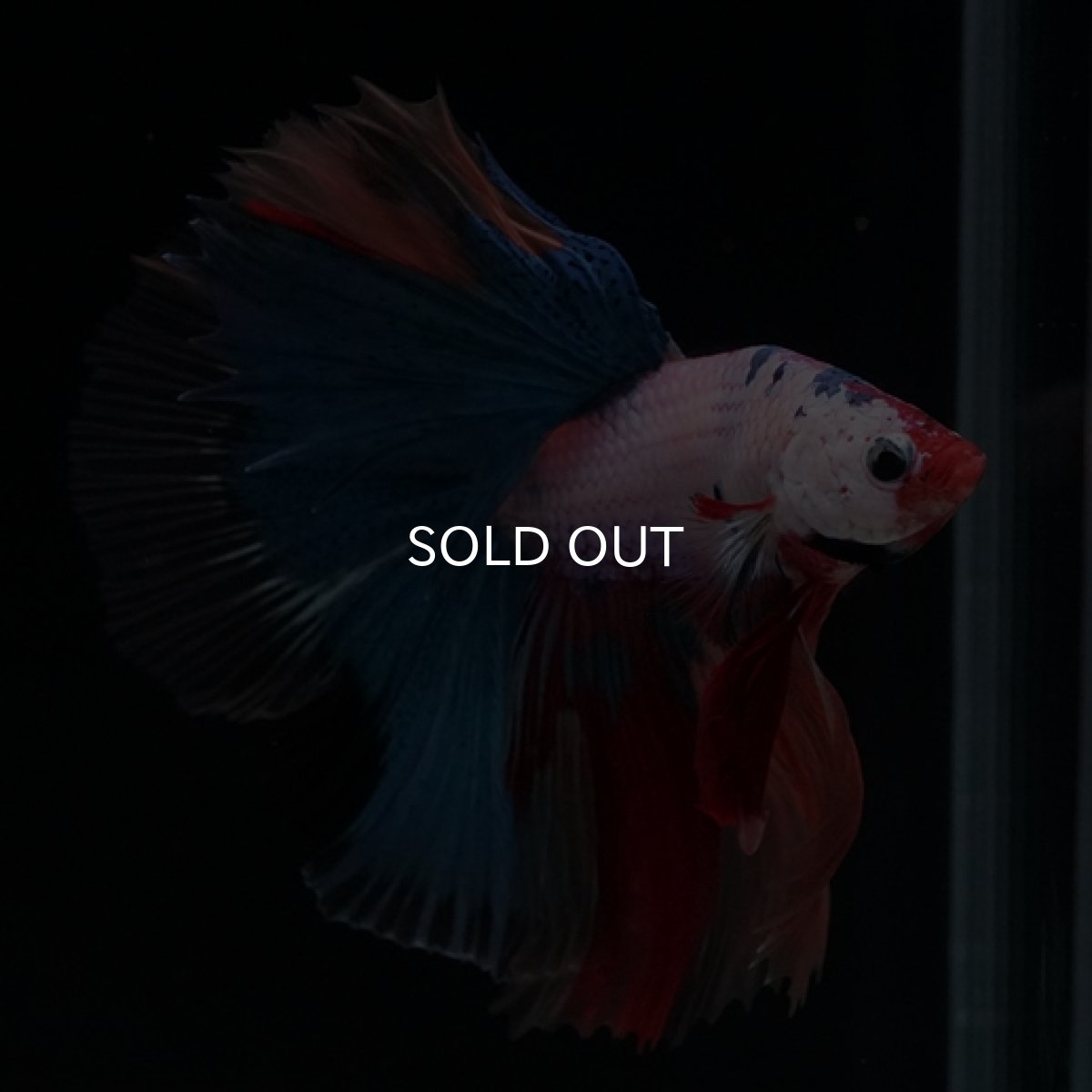 画像4: HM　キャンディレインボー (4)