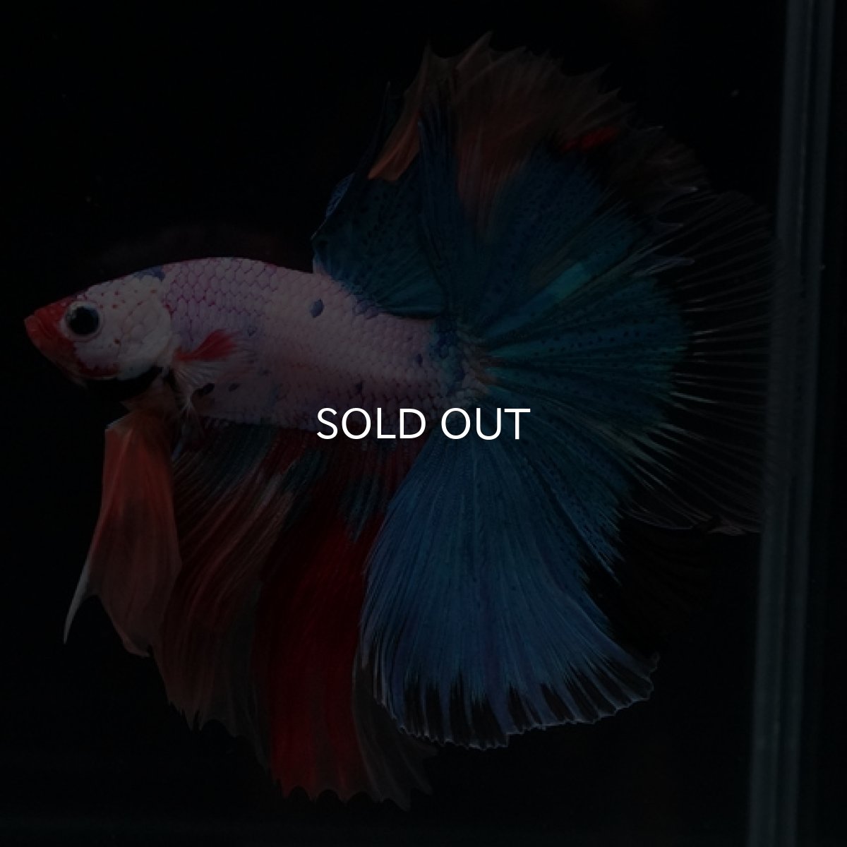 画像3: HM　キャンディレインボー (3)