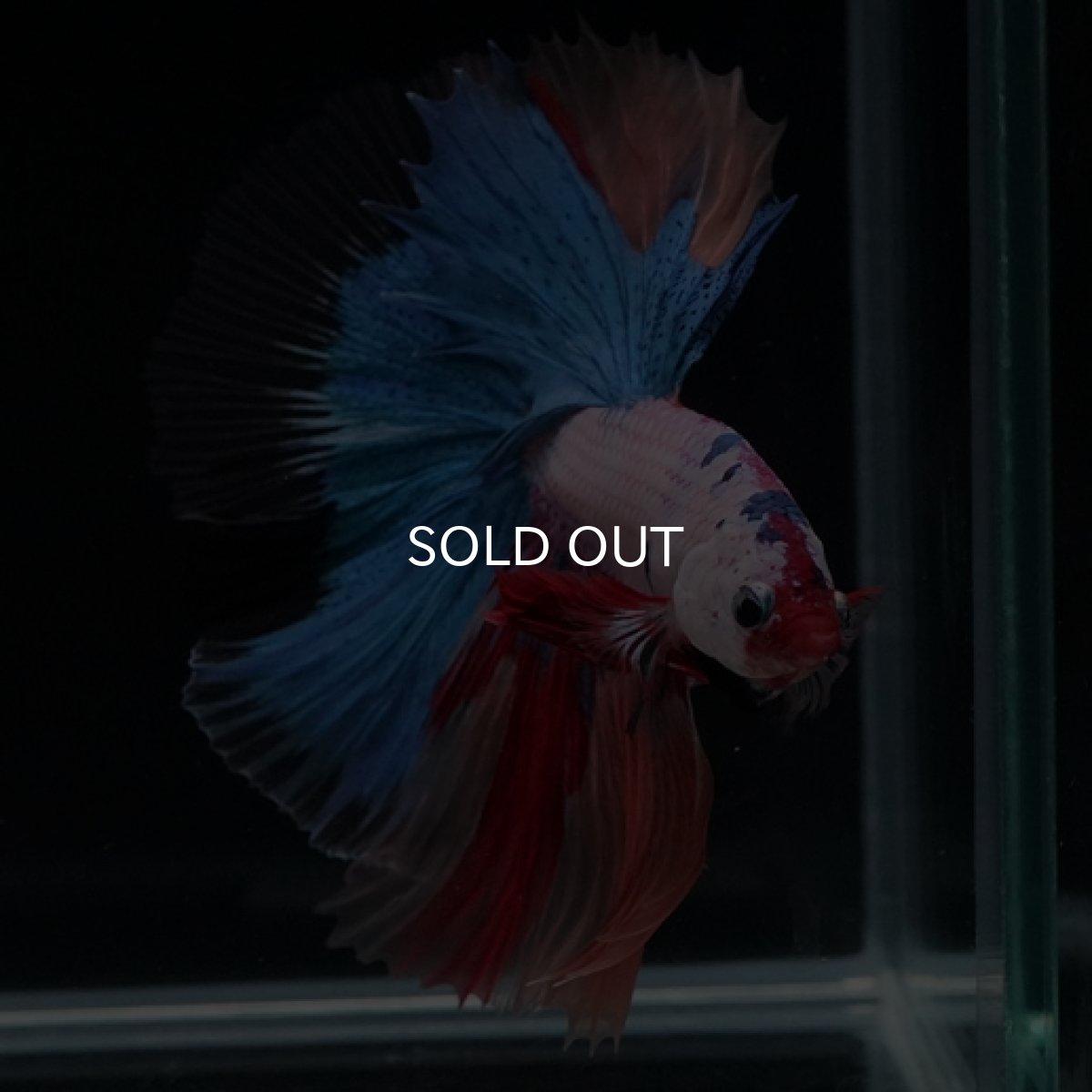 画像2: HM　キャンディレインボー (2)