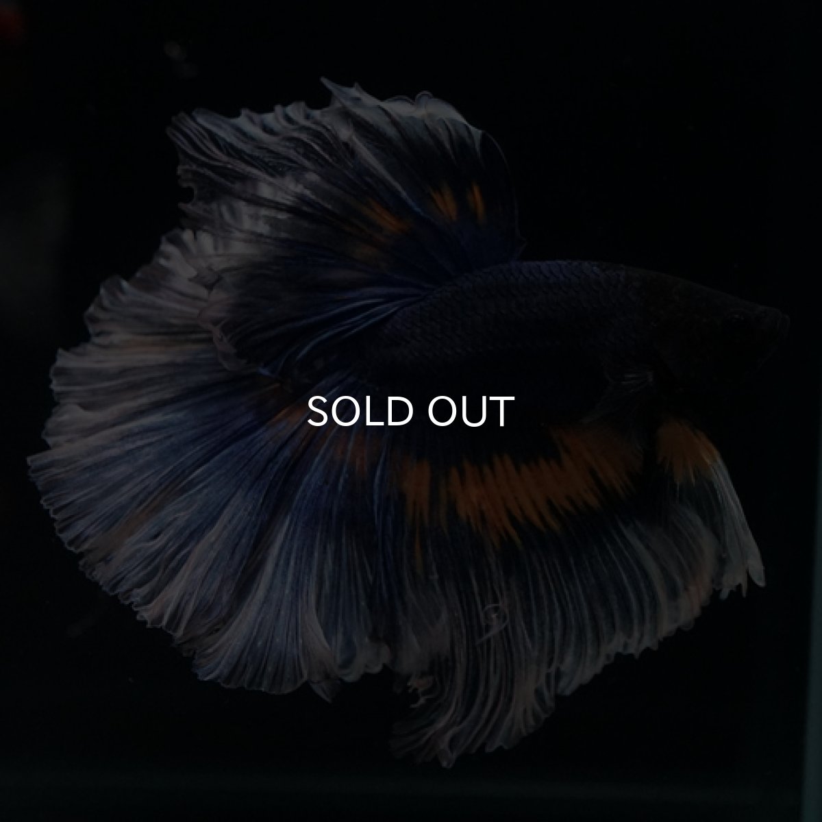 画像4: HM マスタード系 ローズテール (4)