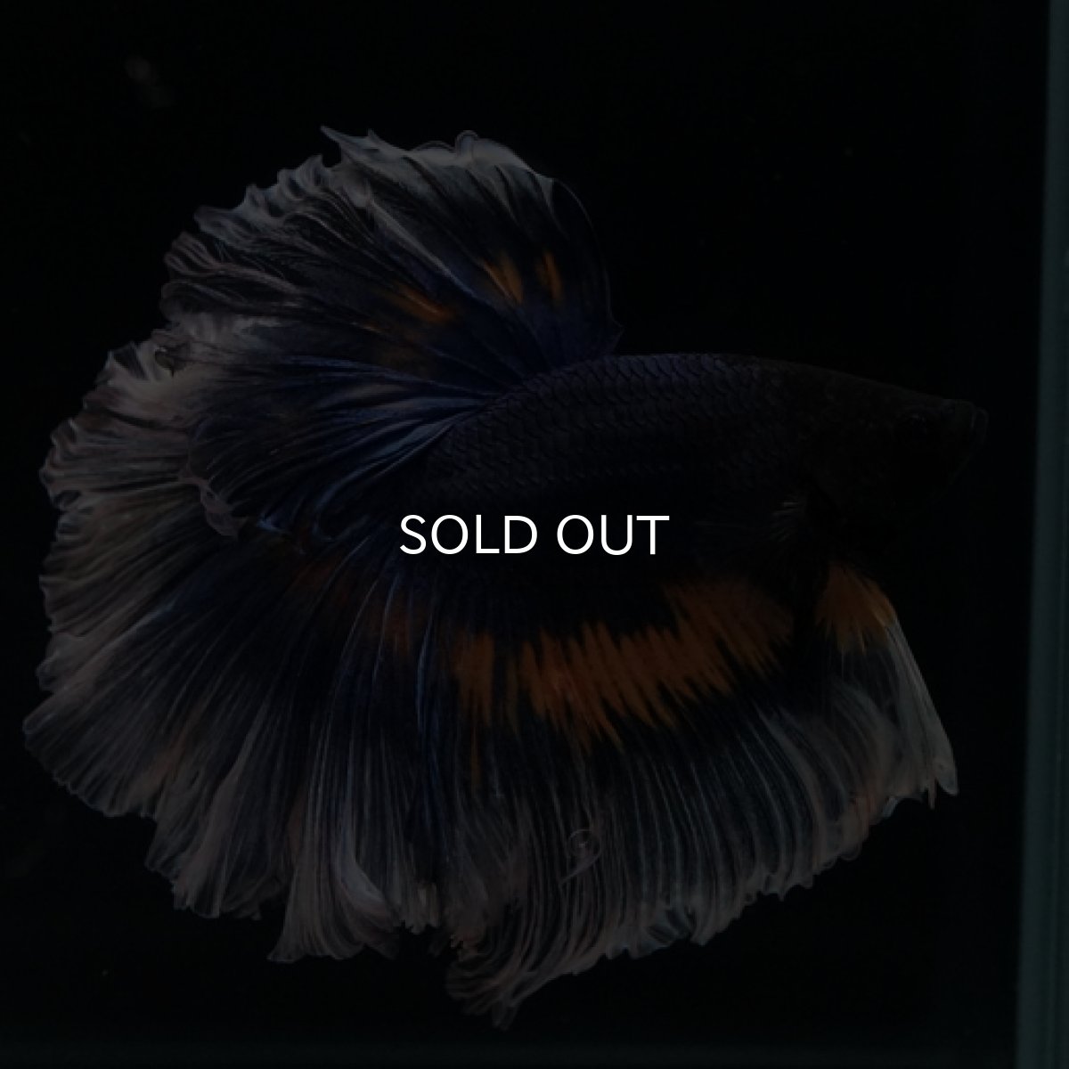 画像3: HM マスタード系 ローズテール (3)