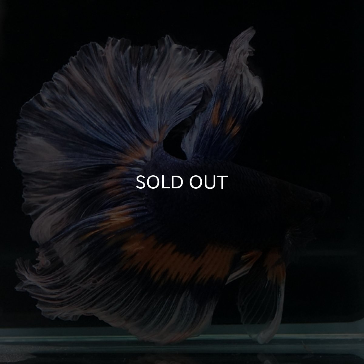 画像2: HM マスタード系 ローズテール (2)