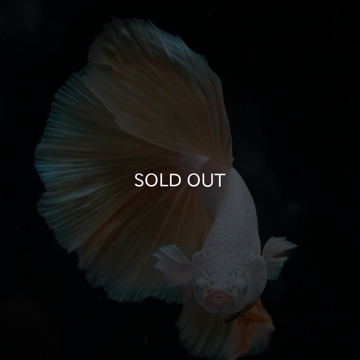 画像4: HM プラチナイエロードラゴン (4)