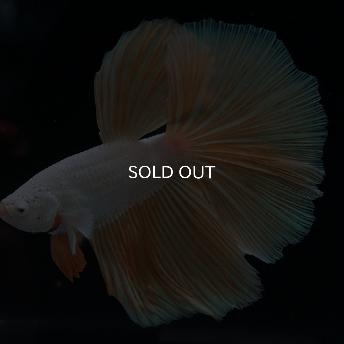 画像3: HM プラチナイエロードラゴン (3)