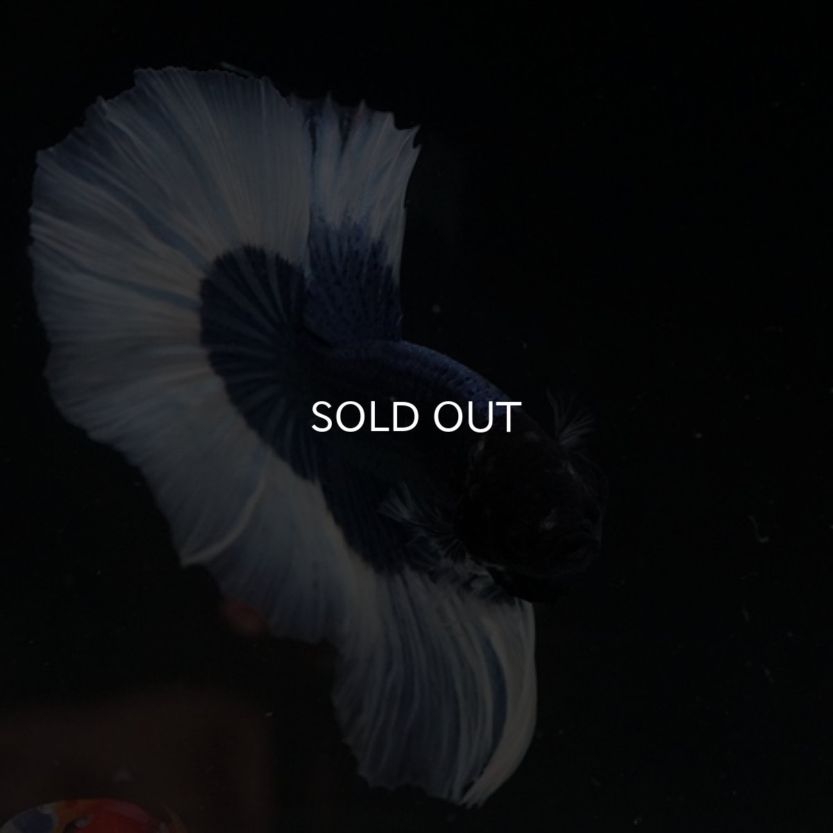 画像7: HM ブルーバタフライ (7)