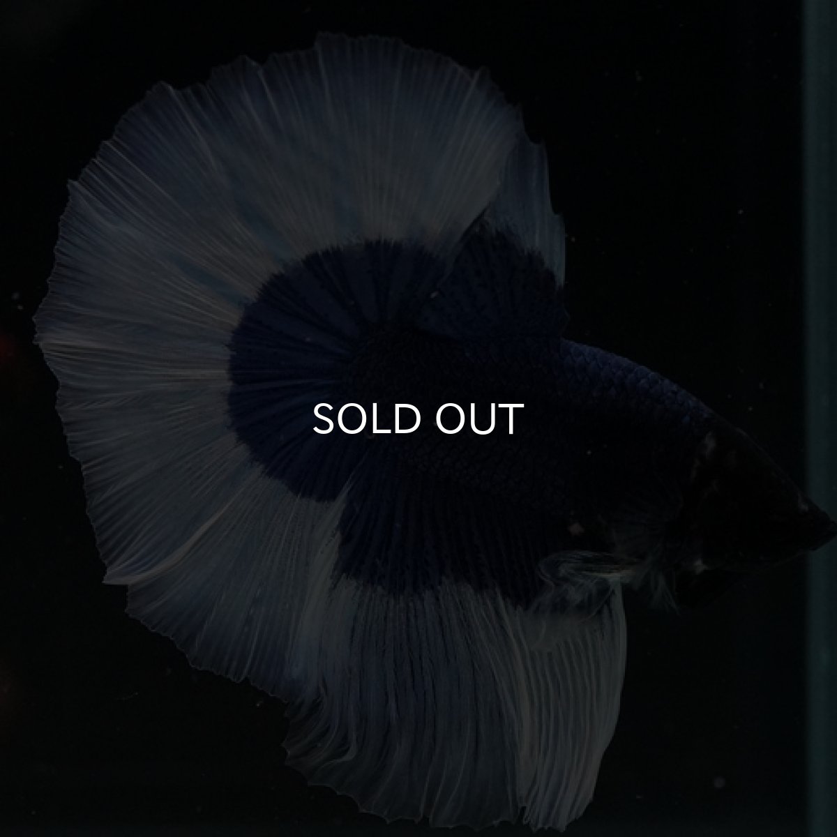 画像6: HM ブルーバタフライ (6)