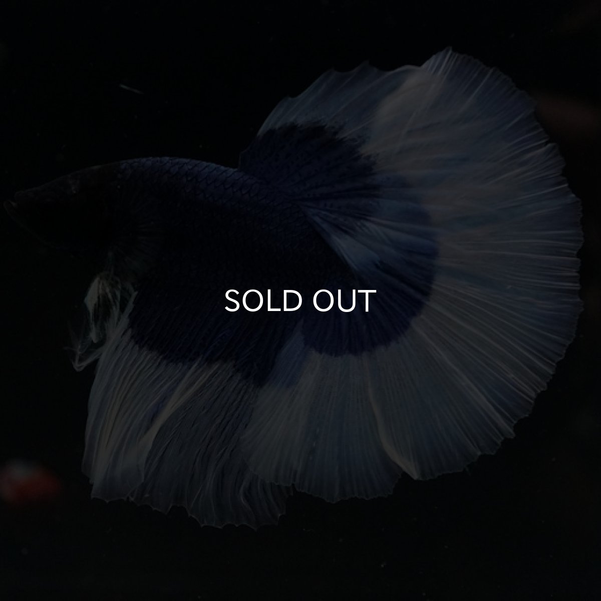 画像5: HM ブルーバタフライ (5)