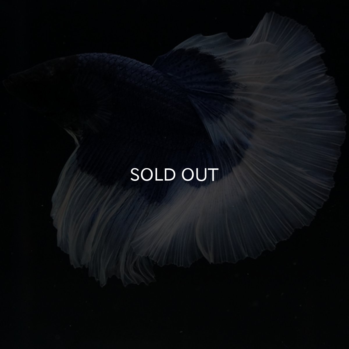 画像4: HM ブルーバタフライ (4)