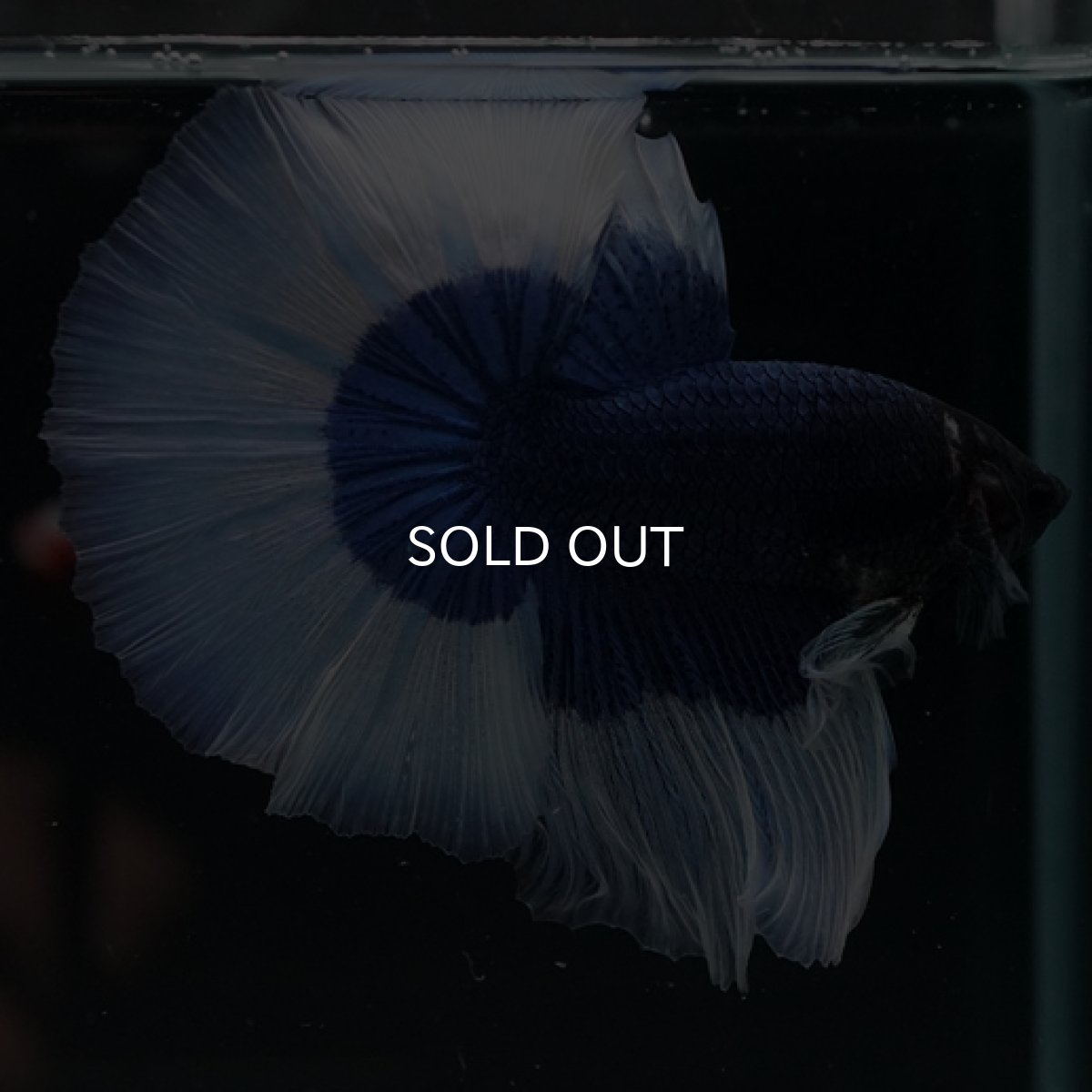 画像3: HM ブルーバタフライ (3)