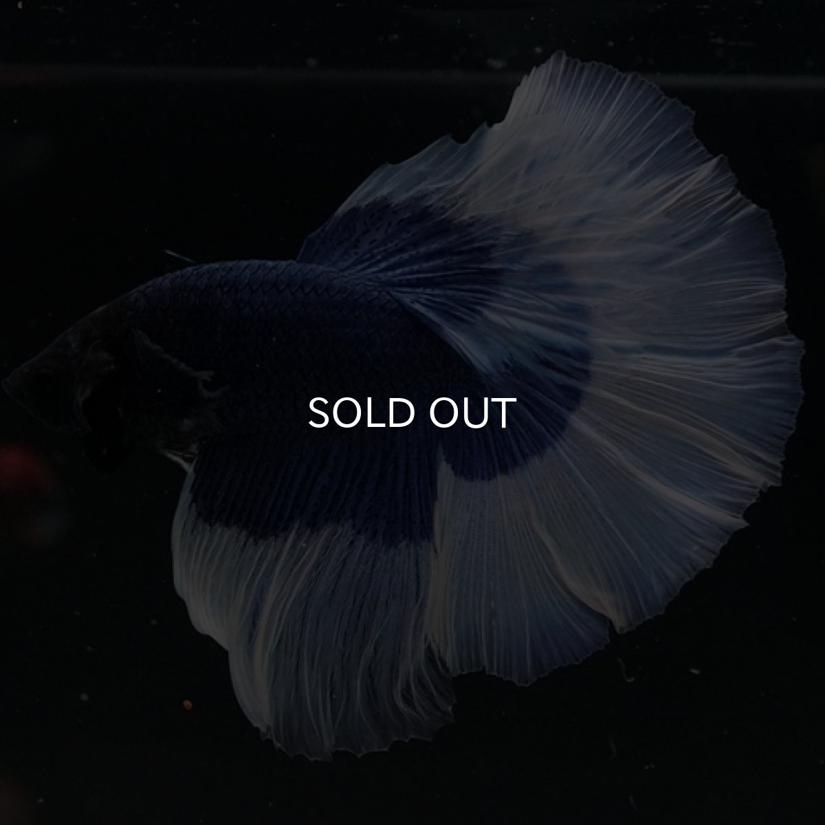 画像2: HM ブルーバタフライ (2)