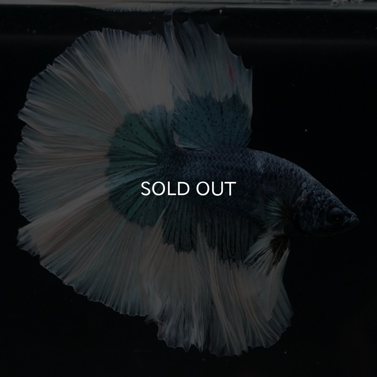 画像10: HM　ブルーバタフライ (10)