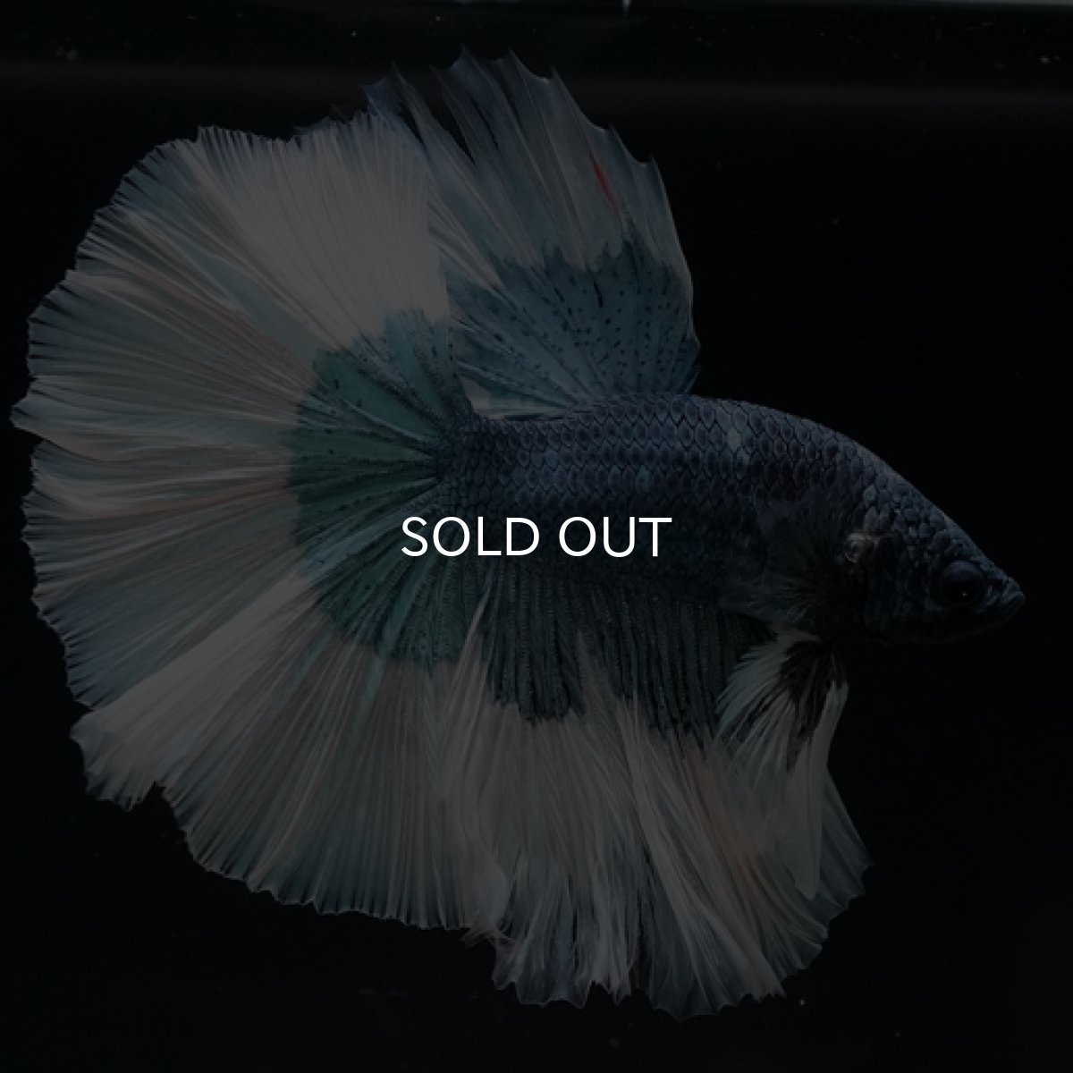 画像9: HM　ブルーバタフライ (9)