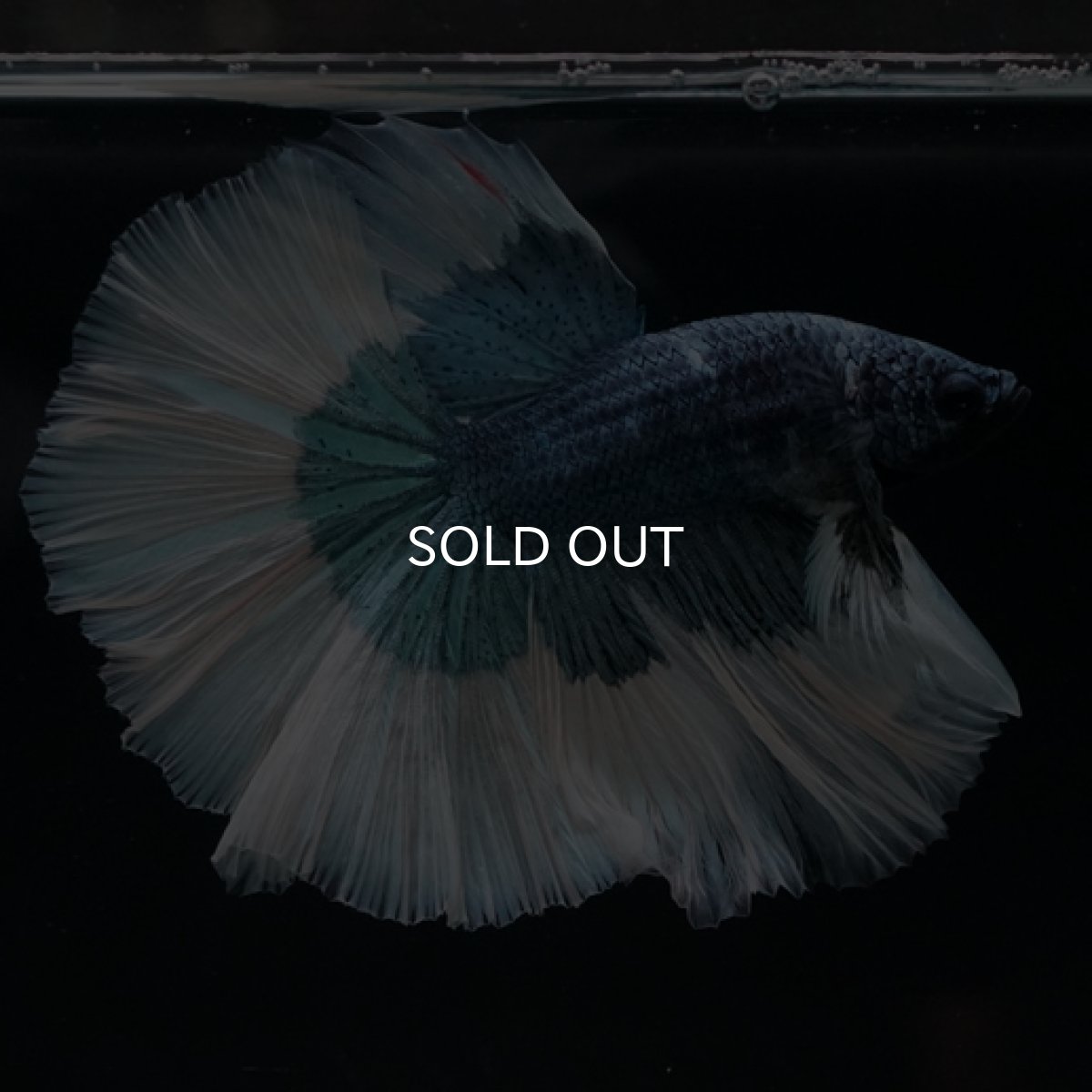 画像8: HM　ブルーバタフライ (8)