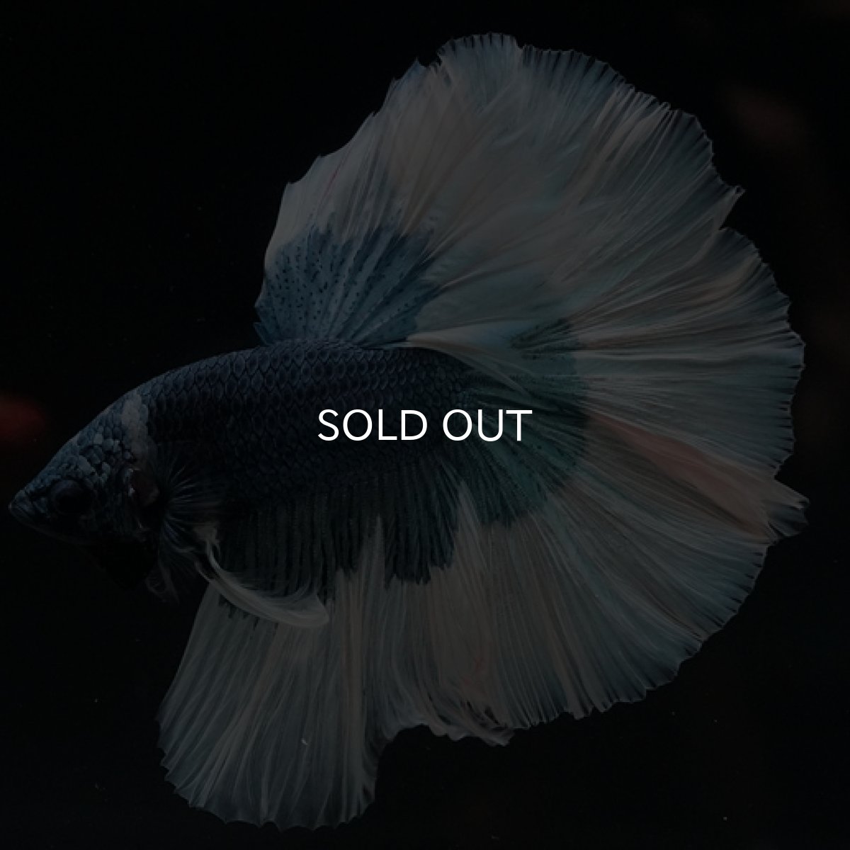 画像7: HM　ブルーバタフライ (7)