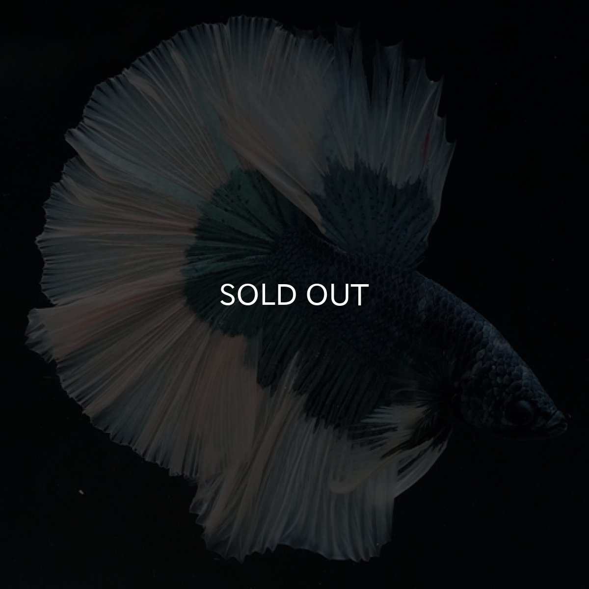 画像5: HM　ブルーバタフライ (5)