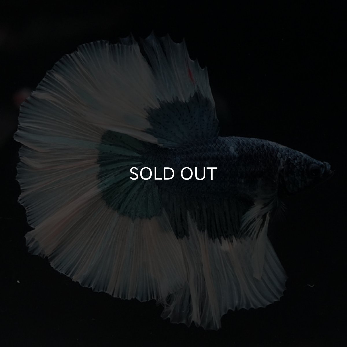 画像4: HM　ブルーバタフライ (4)