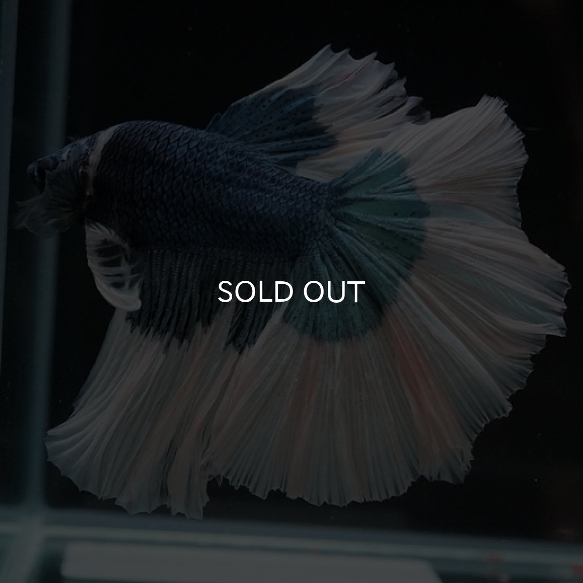 画像3: HM　ブルーバタフライ (3)