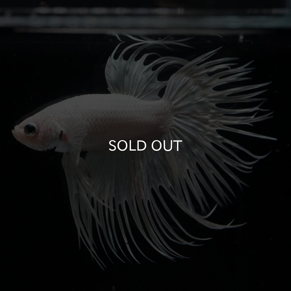 画像3: CT ホワイト (3)