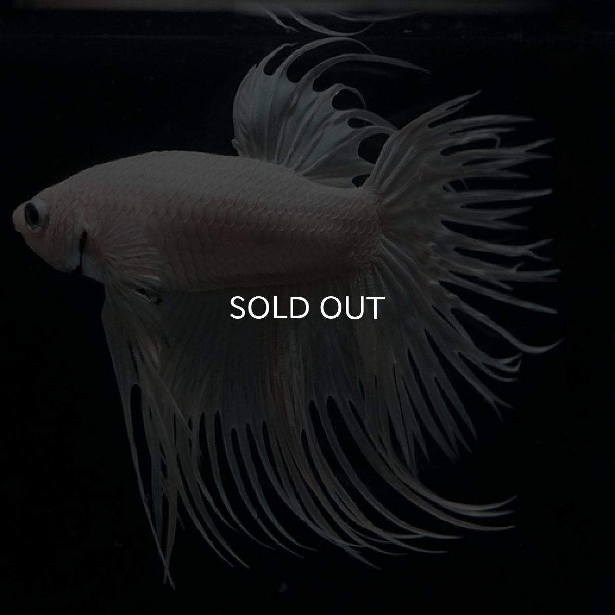 画像2: CT ホワイト (2)