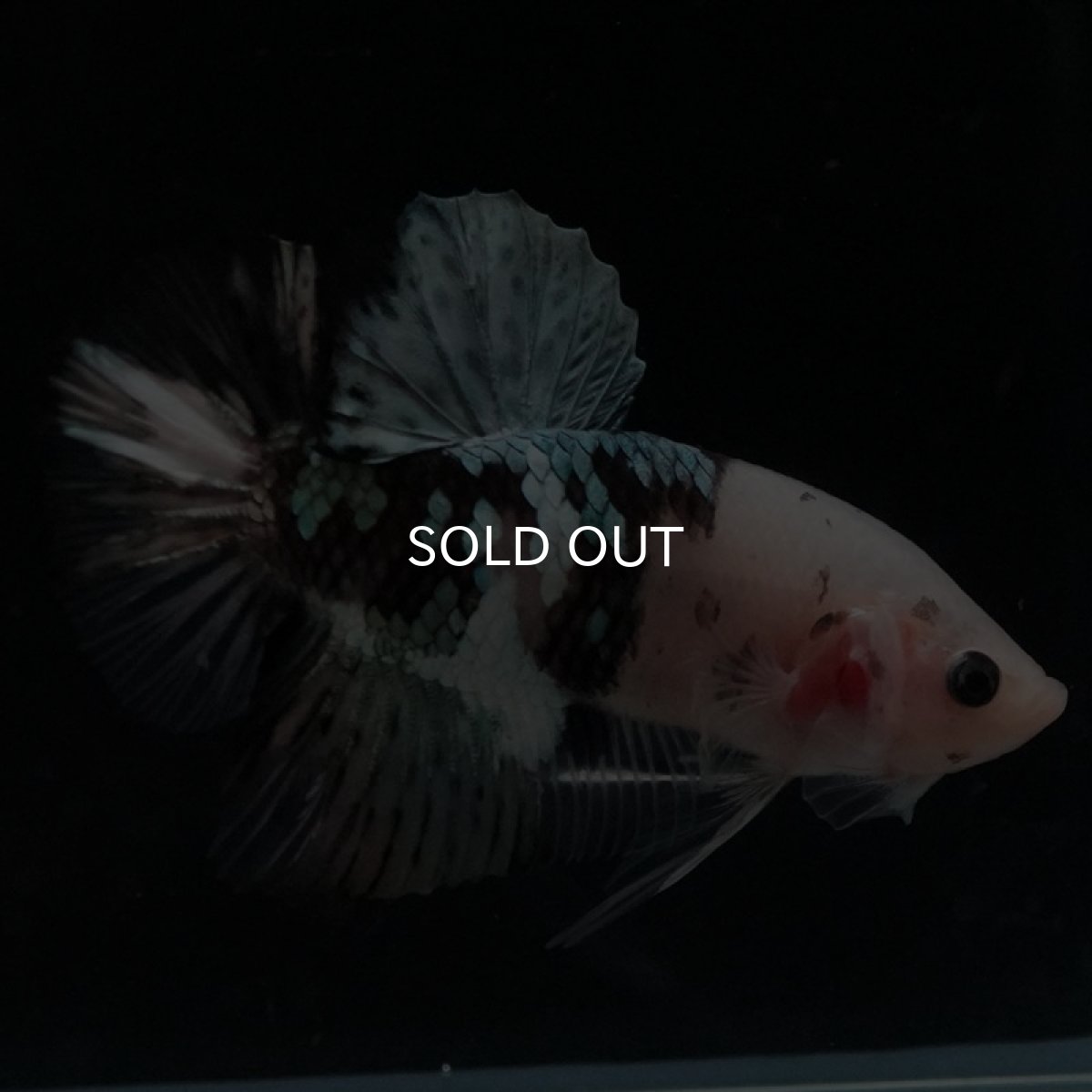 画像7: HMPK　鯉カッパー (7)